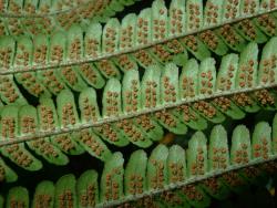 Dryopteris affinis. Abaxial surface of fertile pinnae showing over-mature sori and indusia.
 Image: L.R. Perrie © Leon Perrie CC BY-NC 3.0 NZ